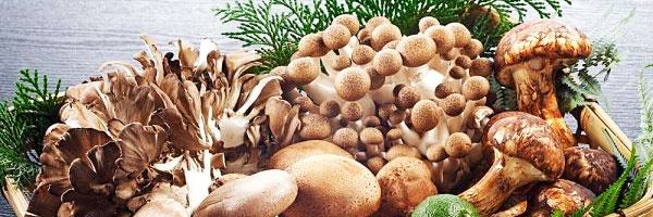 NHỮNG LÝ DO BẠN NÊN ĂN NHIỀU NẤM HƠN