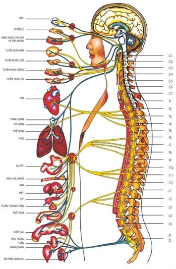 Bệnh thoái hóa cột sống thắt lưng là gì? Triệu chứng và cách phòng bệnh