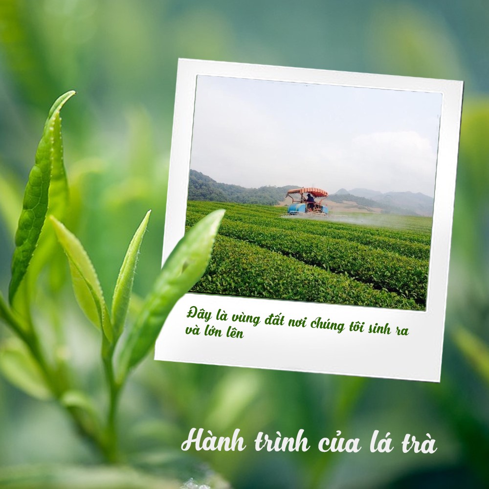 Lời tự sự của những lá trà – từ cánh đồng đến matcha
