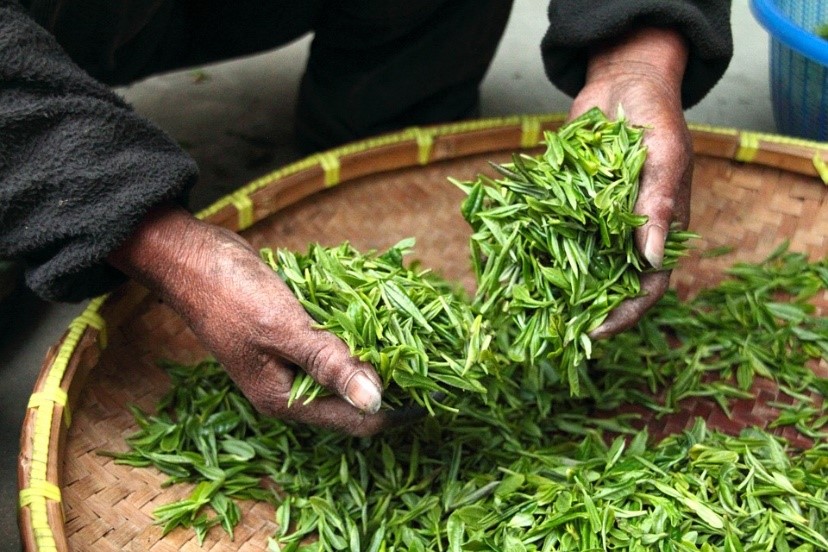 Tiềm năng của trà Việt trên thị trường Nga