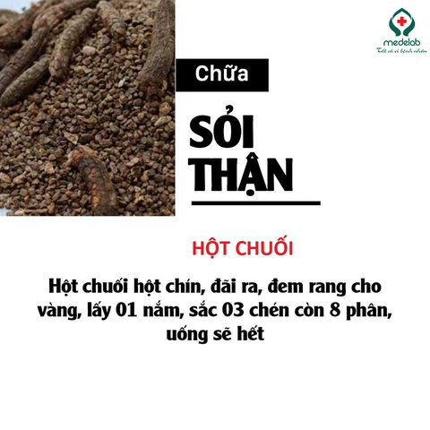 MẸO CHỮA BỆNH SỎI THẬN TỪ CÂY CỎ TỰ NHIÊN