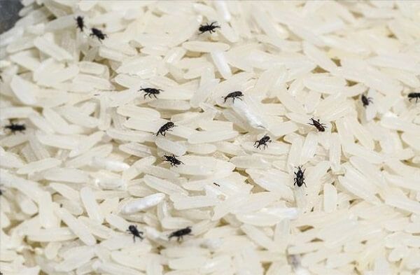 Làm thế nào để xử lý mọt gạo?