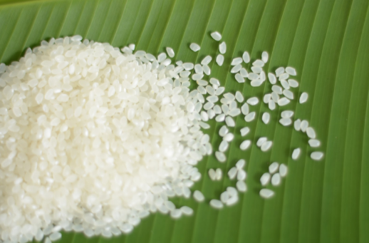 Giống gạo Japonica