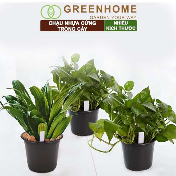 Chậu nhựa trồng cây, đa dạng kích thước, nhựa cứng, thoát nước tốt, trồng cây, hoa, kiểng lá |Greenhome