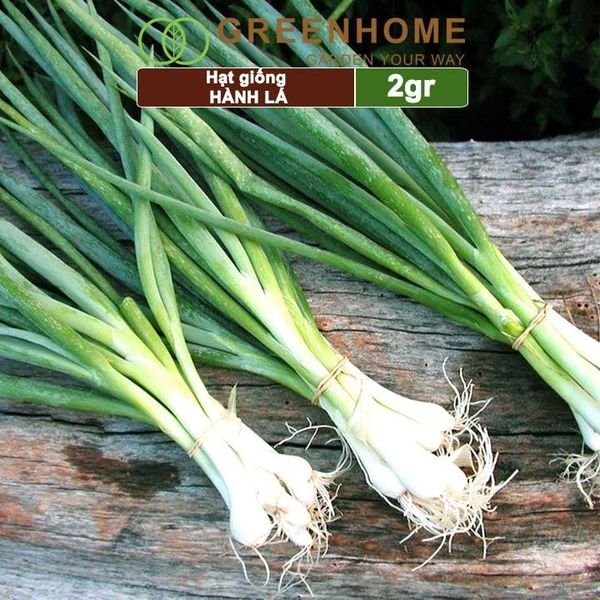 Hạt giống Hành lá, hành hương cao sản, gói 2gr, sinh trưởng mạnh, năng suất cao G01 |Greenhome