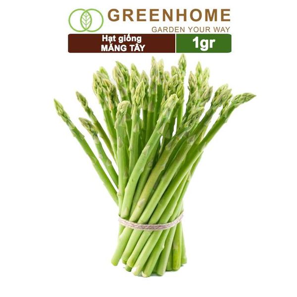 Hạt giống Măng tây xanh Greenhome, gói 1gr, dễ trồng, dinh dưỡng, năng suất cao