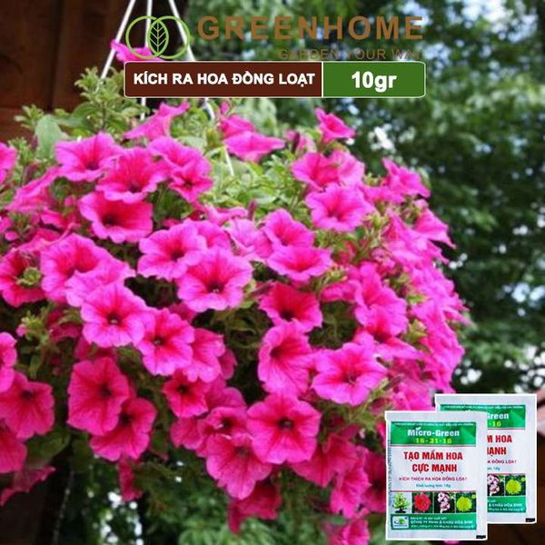 Phân kích ra hoa, Micro Green 16-31-16, gói 10gr, tạo mầm hoa cực mạnh, thúc đẩy ra hoa đồng loạt |Greenhome