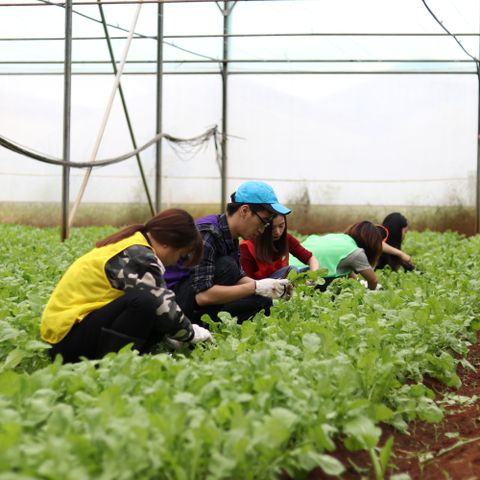 Cách trồng rau thảo mộc tại nhà | Húng tây và Rocket