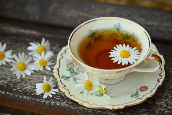 trà hoa cúc thải độc