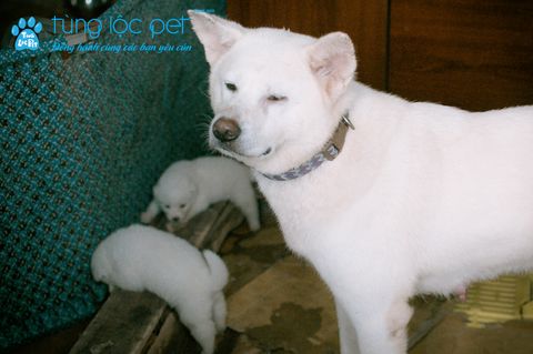 Chó cái giống Akita Inu - Shaina