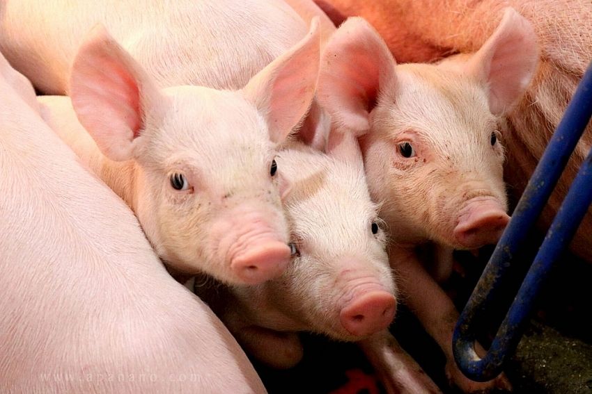 Ba Lan ghi nhận đợt bùng phát dịch tả lợn châu Phi