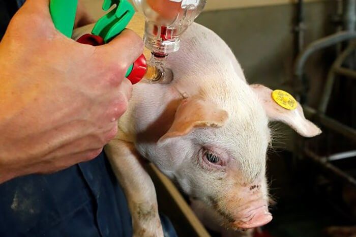 Sớm đưa vaccine dịch tả lợn châu Phi sử dụng rộng rãi trên thị trường và huẩn bị thương mại vaccine tả heo châu Phi