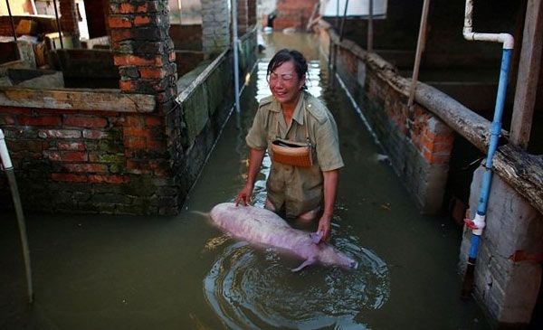 Lũ lụt ở phía Nam tàn phá ngành chăn nuôi heo Trung Quốc