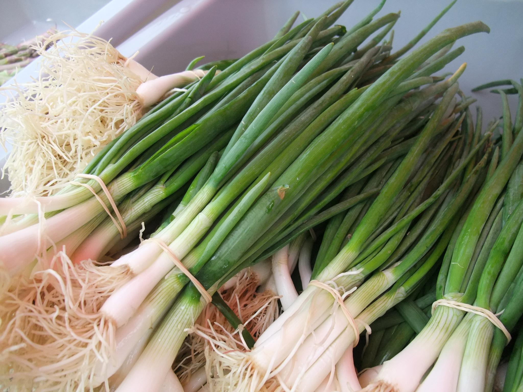 Trồng hành lá bằng chai nhựa tại nhà đơn giản và hiệu quả