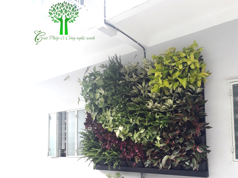 Tường xanh trong nhà tại 608 Cách Mạng Tháng Tám
