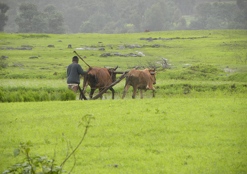 Người nông dân sinh thái