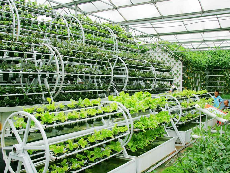 Thủy canh xà lách tiên tiến tại Nhật Bản dạng vòm cầu