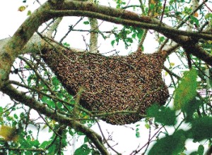 Tăng cường công tác bảo hộ thương hiệu đặc sản ở Cà Mau