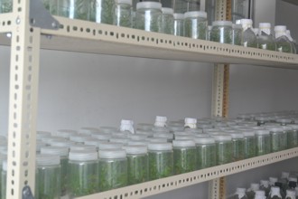 Ứng dụng công nghệ sinh học để nhân giống cây keo lai (Acacia hybrid) bằng phương pháp nuôi cấy mô tại tỉnh Cà Mau.