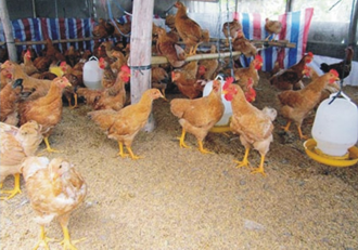 Nhân rộng mô hình chăn nuôi gà Tàu Vàng được phục tráng của tỉnh Cà Mau