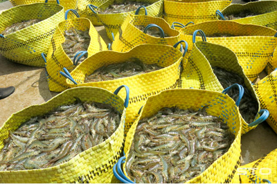 Ứng dụng các mô hình nuôi trồng thủy sản có hiệu quả tại xã Phú Thuận, huyện Phú Tân, tỉnh Cà Mau.