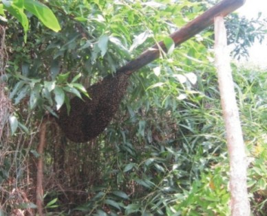 Đánh giá tác động của trồng Keo lai đến nguồn lợi cá đồng và mật ong trong khu vực rừng U Minh Hạ Cà Mau