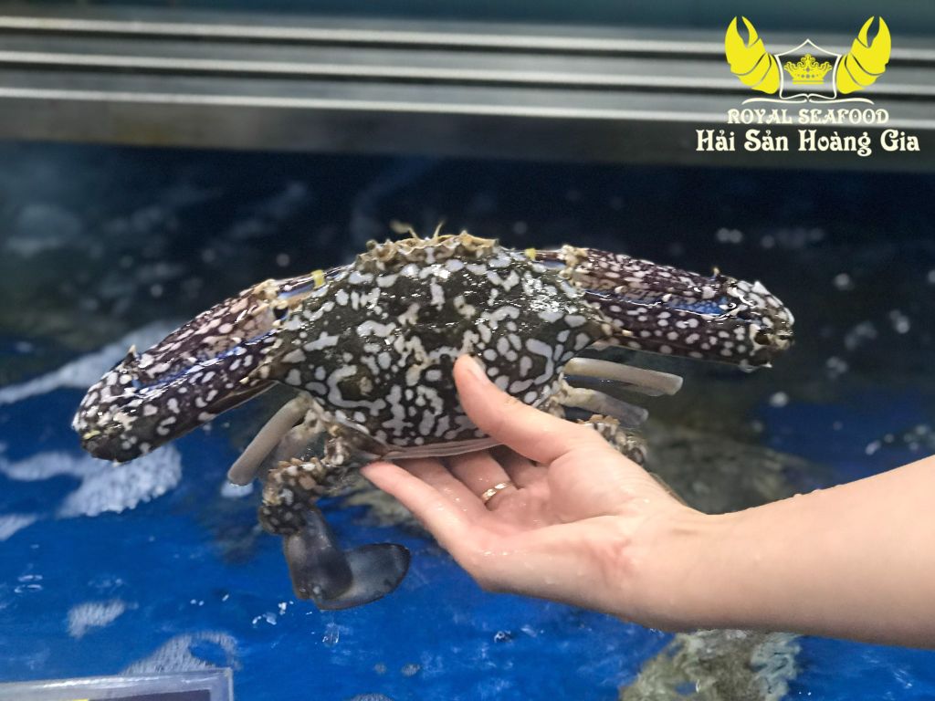 BÍ KÍP CHỌN GHẸ XANH CHẤT LƯỢNG – GIÁ GHẸ XANH THÁNG 5 TẠI HẢI SẢN HOÀNG GIA