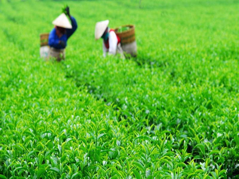 Lịch sử cây chè tại Việt Nam