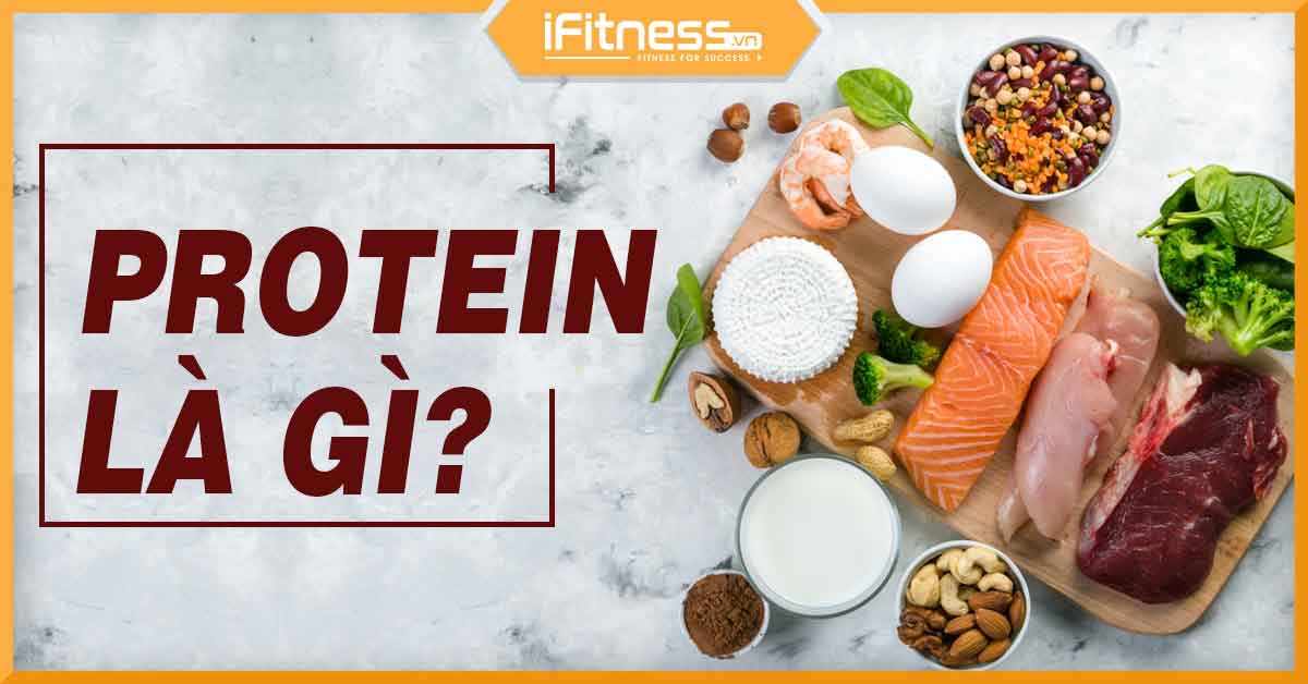 Protein là gì? Tầm quan trọng của protein với cơ bắp và cuộc sống