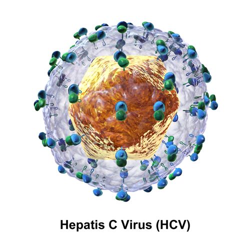 virus HCV