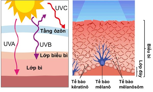 các loại tia UV