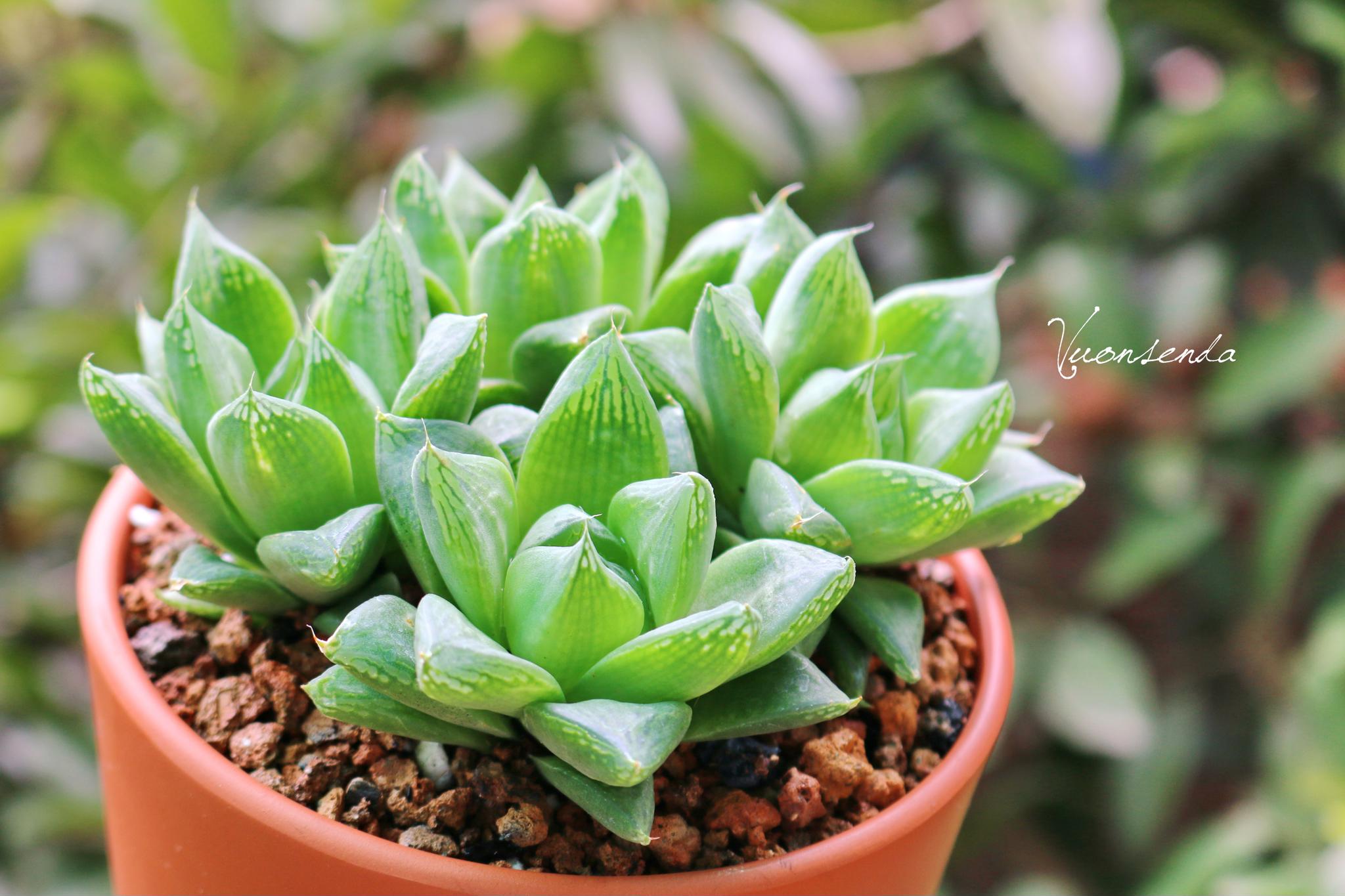 KINH NGHIỆM CHĂM SÓC SEN NGỌC LÁ DÀI VÀ NHỮNG CÂY THUỘC HỌ HAWORTHIA