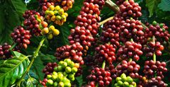 Vietnam strives for record crop exports in 2019