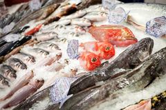 Một số lưu ý khi vận chuyển hàng đông lạnh