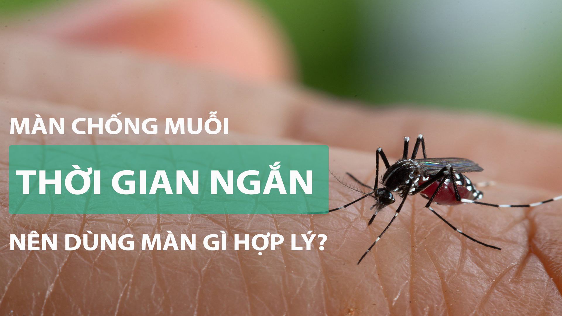 Mua màn gì để chống muỗi trong thời gian ngắn?