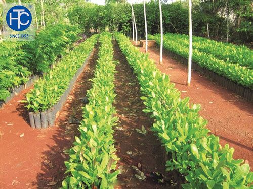 Bình Phước xin vay vốn ODA để nông dân thâm canh, tái canh vườn điều 3