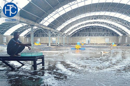Sử dụng máy bơm hỏa tiễn, bơm điện chìm trong nuôi tôm thẻ chân trắng siêu thâm canh