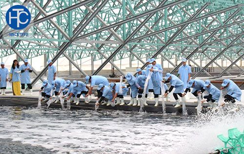 Phát triển mô hình nuôi tôm công nghệ cao tại tỉnh bình định4