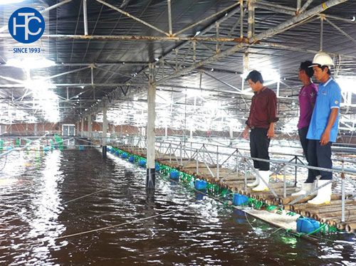 Phát triển mô hình nuôi tôm công nghệ cao tại tỉnh bình định