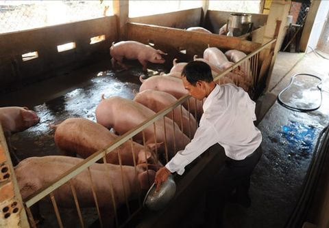 “Thủ phủ” chăn nuôi heo khuyến khích cho tái đàn chặt chẽ