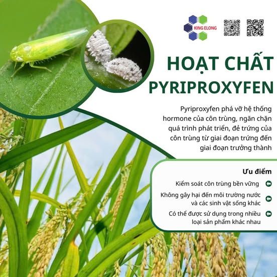 Pyriproxyfen: Ức Chế Hormone Sinh Trưởng Của Côn Trùng