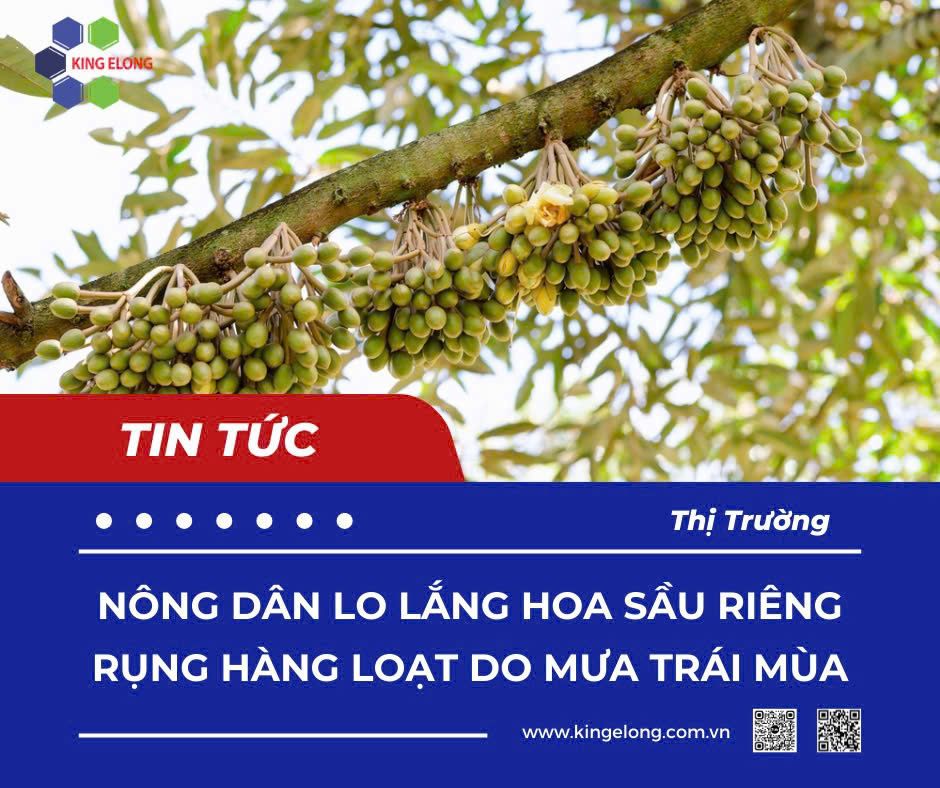 Nông Dân Đạ Huoai Lo Lắng Trước Tình Trạng Bông Sầu Riêng Rụng Hàng Loạt Do Mưa Trái Mùa