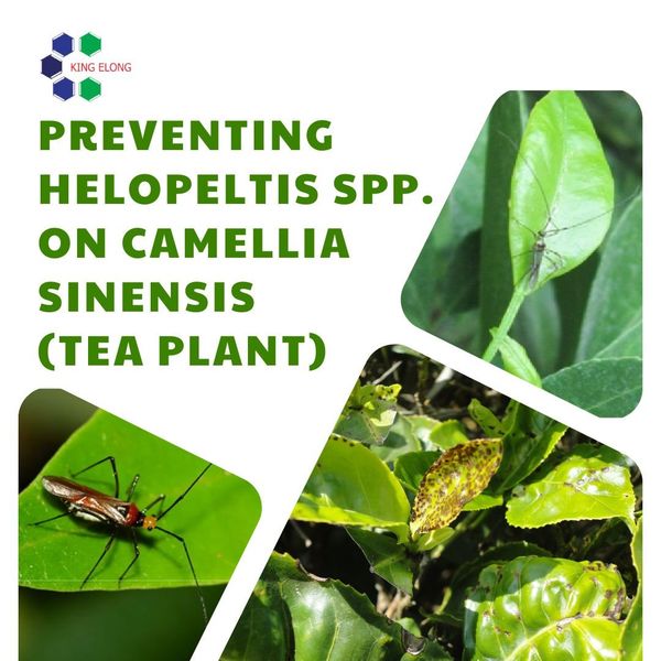 Preventing Helopetis Spp. on Camellia Sinensis (Tea plant)