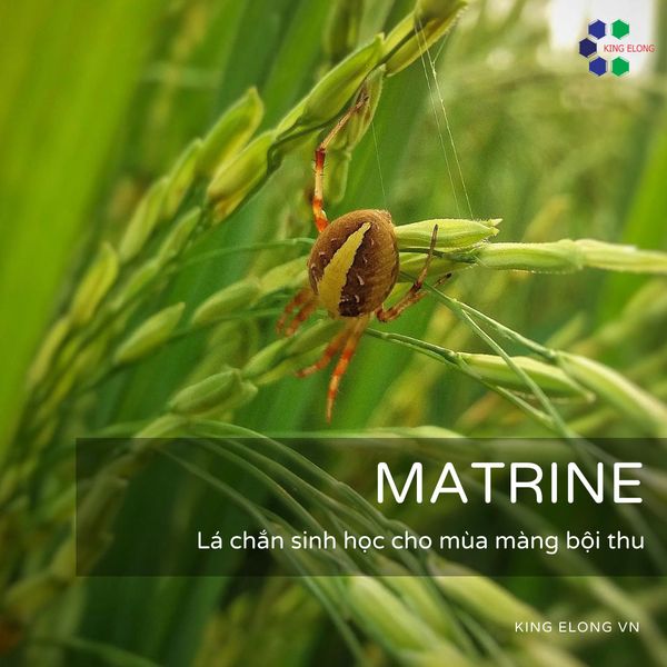 Matrine - Lá chắn sinh học cho mùa màng bội thu
