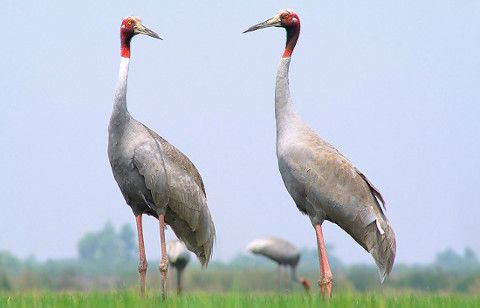 Save the cranes on the edge of extinction