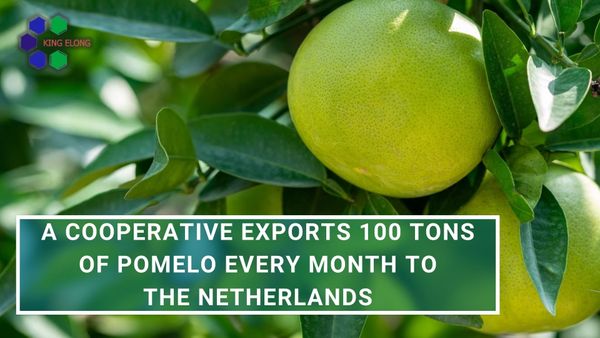 A cooperative exports 100 tons of grapefruit every month to The Netherlands