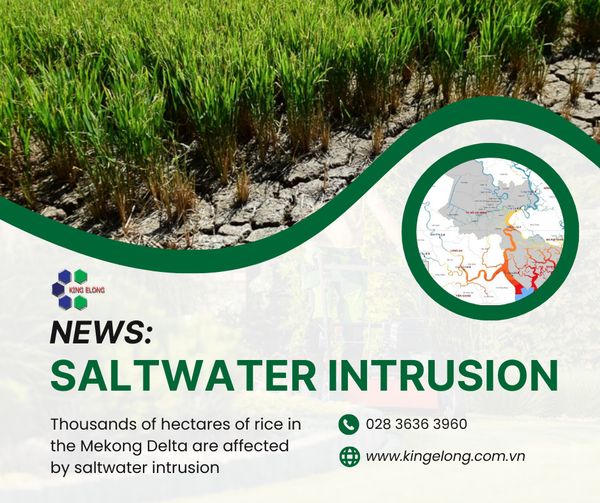 Thousands of hectares of rice in the Mekong Delta are affected by saltwater intrusion
