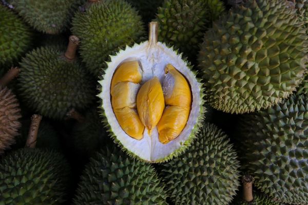 “Vua của các loại trái cây” xâm nhập mạnh thị trường Trung Quốc