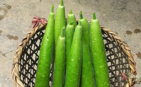 Quả bầu, trái bầu cung cấp bởi sunfood