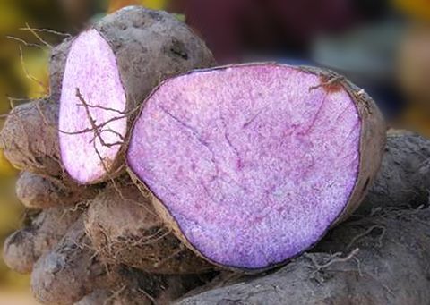 Có nhiều loại khoai mỡ